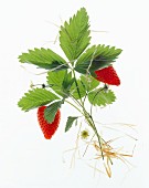 Strawberries against a white background