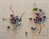 Two twigs of plums (view from above)
