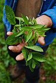 Mann hält Zitronenverbene und Minze im Garten