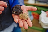 A man's hand holding black and white truffles