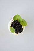 Deviled Egg with Truffle Oil Topped with Caviar and Garnished with Micro Greens