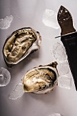 Gillardo oyster with knife