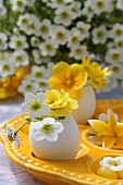 Eggshells used as miniature vases for primulas & saxifrage flowers