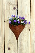 Metal heart planted with horned violets decorating wall