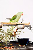 Green parakeet sitting on wooden pole with food dish, twigs, petals and glass bowl on metal base