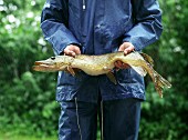 A man holding a freshly caught pike