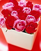 Prachtvoller Rosenstrauss in Pink und Rot