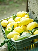 Freshly harvested lemons