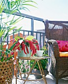 Tropische Pflanze im Topf auf Beistelltisch zwischen Rattanstuhl und Palme auf Balkon