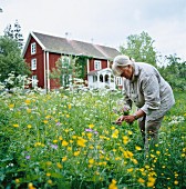 Frau inmitten blühender Wiese beim Abschneiden eines Blumenstrausses mit schwedischem Holzhaus im Hintergrund