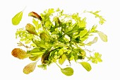 Fresh wild herb salad