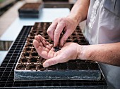 Man planting seeds