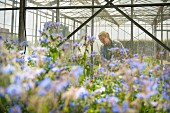 Worker inspecting borage in greenhouse
