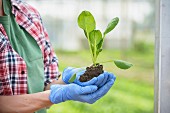 Worker holding young plant