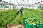 Woman harvesting rosemary