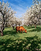 A cow and flowering