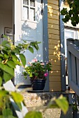 A potted plant in front of a door, Sweden