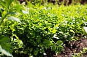 Flat-leaf parsley growing in a bed