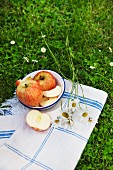 A whole apple and apple wedges in an old enamel bowl on a linen cloth in a field, with oxeye daisies