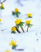 Yellow winter aconite (Eranthis hyemalis) peeping through covering of snow
