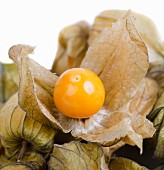 Physalis mit Hülle (Close Up)