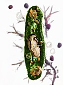 Sylter Royal oysters with winkles, cockles and salt meadow herbs