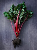 Red chard with roots and soil
