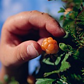 A hand plucking cloudberries from the bush