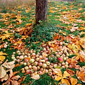 Windfalls and autumnal leaves below apple tree in garden