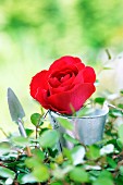 Rote Rose in Metalleimer und Gartengerät auf berankter Ablage