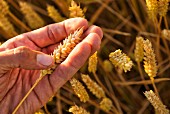 Hand holding ripe wheat, close-up
