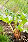 A rhubarb plant in the garden
