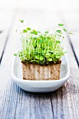 Cress growing in dish on wooden table