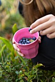 Girl picking blueberries