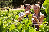 Young couple in vineyard, man holding white grapes