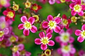 Rosa blühende Steinbrechblüten