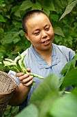 A Chinese nun harvesting beans