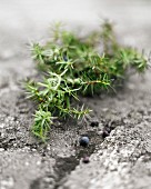 A sprig of juniper berries on a stone surface