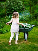 Little girl pushing wheelbarrow of rhubarb leaves