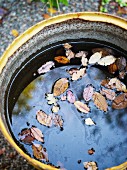 Herbstlaub schwimmt in Bottich mit Wasser
