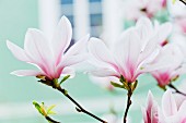 Magnolia flowers