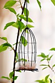 Bird cage decorated with feathers hanging in tree