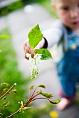 A little girl holding a flower with green leaves, Sweden