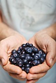 A man's hands holding fresh blueberries
