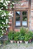 Potted plants on floor and rose bush against rustic brick facade with lattice window