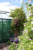 Flowering bushes along fence and in front of greenhouse