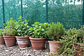 Potted herbs on floor in front of greenhouse