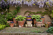 Foliage plants and purple flowering plants in various plant pots below flowering wisteria on garden wall in vintage atmosphere