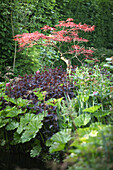 Lush sea of plants in sunny garden