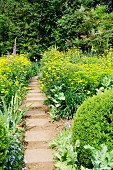 Garden path leading between borders of yellow summer flowers